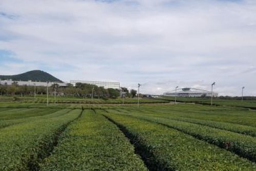 Suy ngẫm từ thiên đường chè xanh Jeju