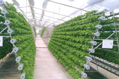 Bà Rịa – Vũng Tàu đẩy mạnh phát triển nông nghiệp ứng dụng công nghệ cao