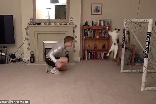 Chú mèo gây sốt với tài năng bắt bóng hơn cả... thủ môn Neuer