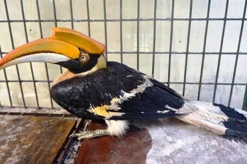 Chim Hồng hoàng diện nguy cấp, quý hiếm bỗng 'lạc' vào lưới quây gà nhà dân