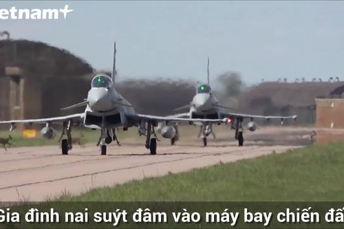 Khoảnh khắc thót tim khi đàn nai suýt va vào hai máy bay chiến đấu