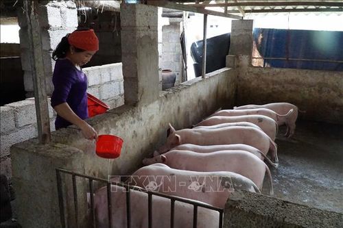 Tái đàn lợn theo hướng an toàn