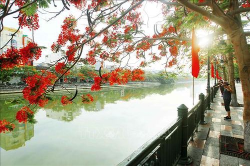 Hải Phòng - Tháng 5 rợp trời hoa phượng đỏ