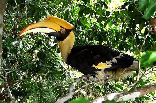 Thả chim Hồng Hoàng có tên trong sách đỏ về rừng