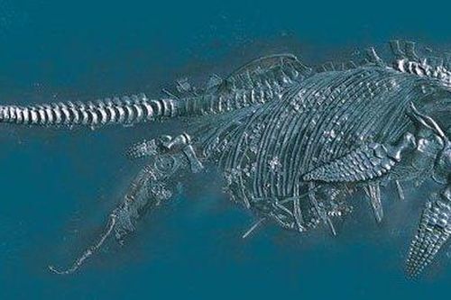 Đi dạo trên biển, hai chú chó phát hiện quái vật Kỷ Jura 65 triệu tuổi