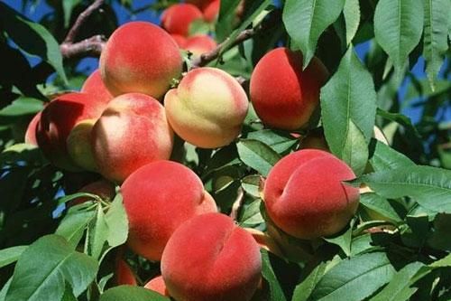 Mẹo chọn đào vừa ngon vừa ngọt và những điều cấm kị khi ăn đào