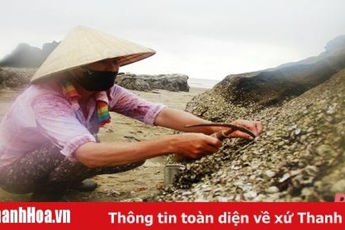 Nghề khe hàu trên bãi đá