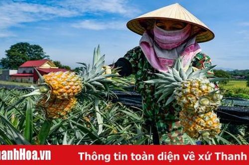 Dứa vào mùa, nông dân Thanh Hóa hối hả thu hoạch