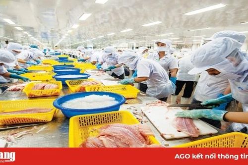 Đưa hoạt động chăn nuôi, chế biến, xuất khẩu cá tra đi vào chiều sâu
