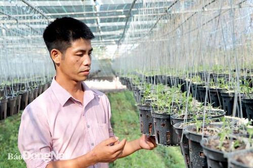 'Bỏ phố lên rừng' làm nông nghiệp sạch