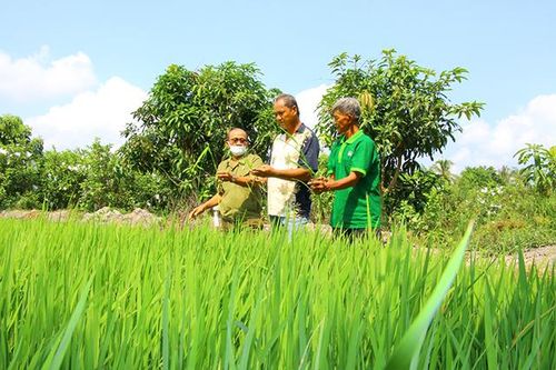 Doanh nghiệp giống lúa Thiên Đàng bẻ kèo, nông dân hoang mang