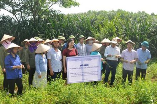 Hội thảo đầu bờ tham quan mô hình sản xuất cây dược liệu Kim Ngân và Tam Phỏng