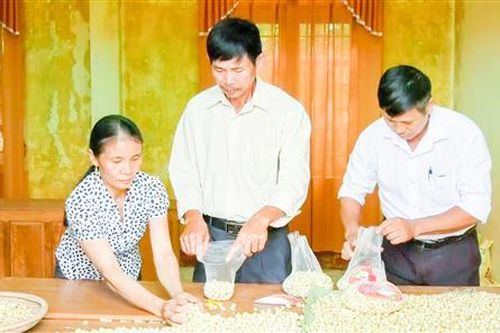 Trồng ném ở Vĩnh Linh cho thu nhập khoảng 200 triệu đồng/ha