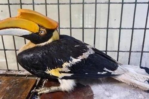Nông dân bắt được chim hồng hoàng quý hiếm