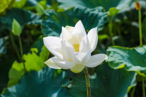 Ngắm đầm sen trắng tinh khôi giữa lòng Hà Nội