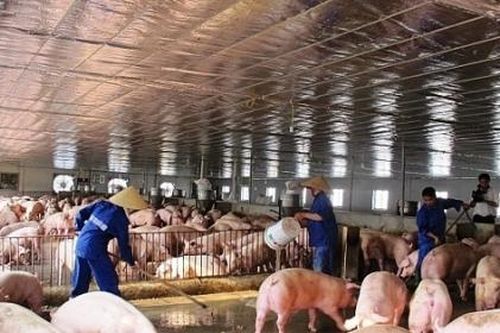 15 'đại gia' từng cam kết neo giá heo hơi, nay đồng loạt tăng giá