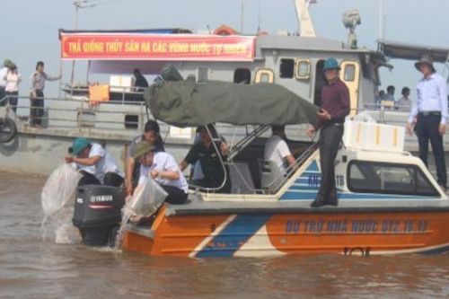 Thả 300.000 tôm sú, 2000 cá vược giống ra vùng nước tự nhiên