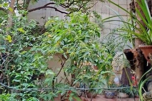 Chuyện ở sân vườn nhà tôi