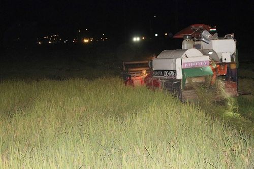 Nông dân Nghệ An gặt lúa vào ban đêm tránh nóng