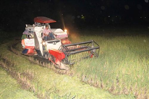 Nông dân Nghệ An thu hoạch lúa vào ban đêm để tránh nắng nóng 40 độ C