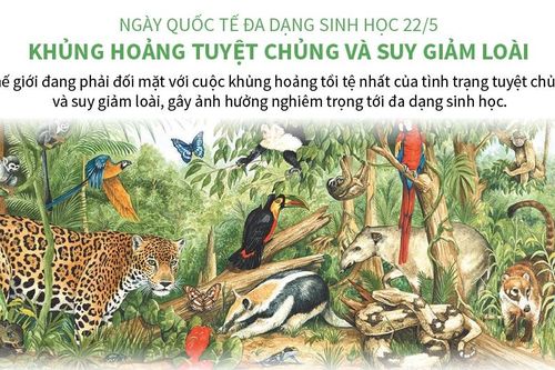 Ngày Quốc tế Đa dạng sinh học 22/5: Khủng hoảng tuyệt chủng và suy giảm loài