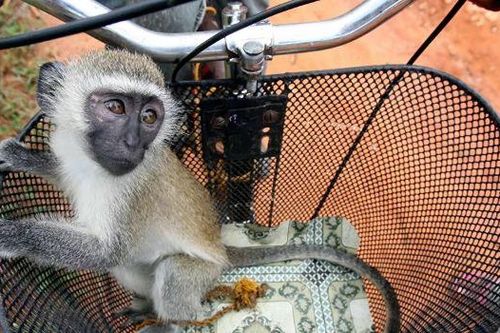 Kỹ thuật kiểm soát não có thể giúp cai nghiện ma túy