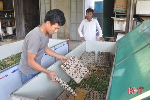 Hà Tĩnh: Nuôi dế thương phẩm thu 500 nghìn đồng/ngày