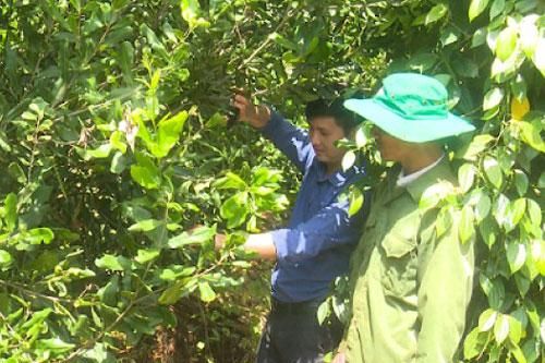 Đăk Nông: 'Cây tỷ đô' Mắc ca đổi đời xã vùng xa Tuy Đức