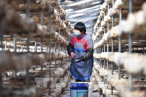 Kinh tế Trung Quốc dần 'hồi sinh' sau khủng hoảng COVID-19