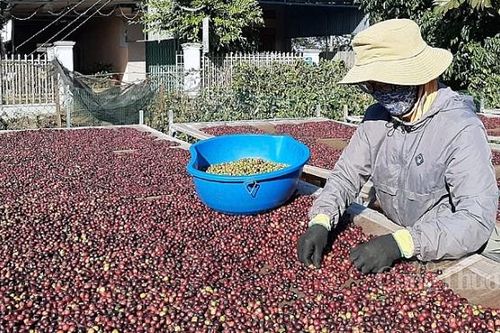 Cà phê tiếp tục xu hướng tăng giá