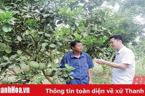 Huyện Như Thanh phát triển cây ăn quả