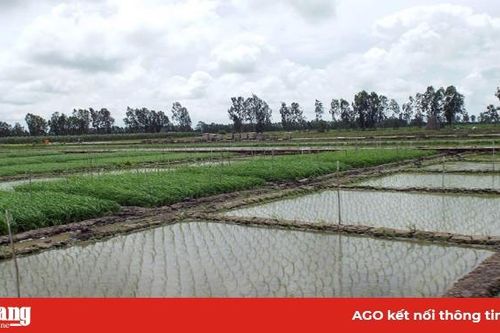 Hỗ trợ phát triển hợp tác xã nông nghiệp