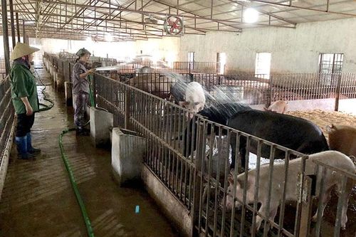 Khó xử lý chất thải chăn nuôi