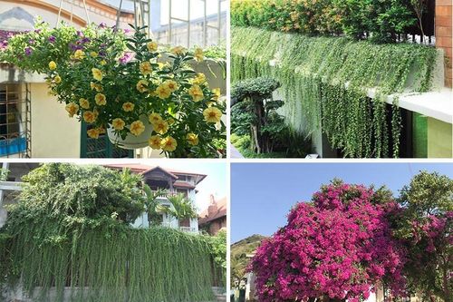 Những loại cây tuyệt vời giúp hạ nhiệt căn phòng những ngày hè oi bức