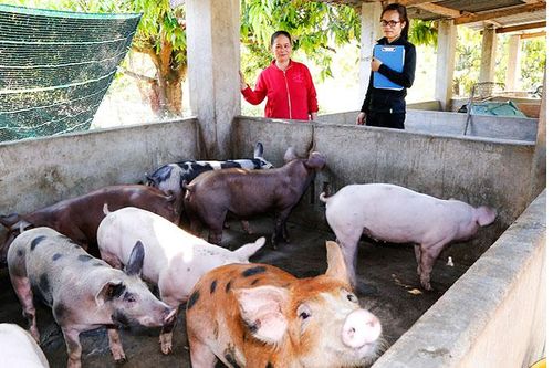 Tập trung phòng, chống bệnh dịch tả heo châu Phi tái phát