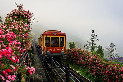 Cận cảnh thung lũng hoa hồng lớn nhất Việt Nam tại Sa Pa