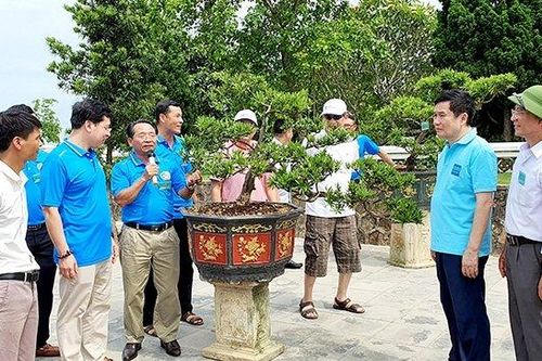 Triển lãm cây Tùng Cô Tô