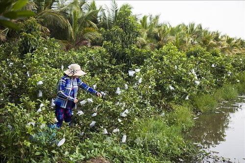 Chuyển đất lúa kém hiệu quả sang trồng ổi cho thu nhập cao