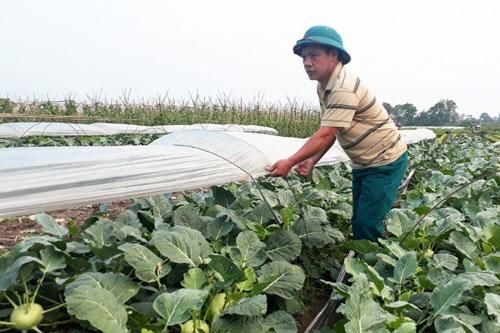 Hà Nội: Hiệu quả cao từ trồng su hào trái vụ