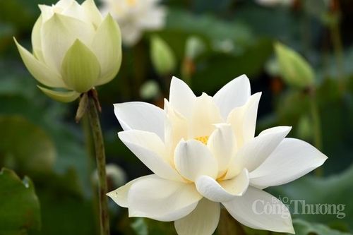 Tinh khôi sen trắng ngoại thành Hà Nội