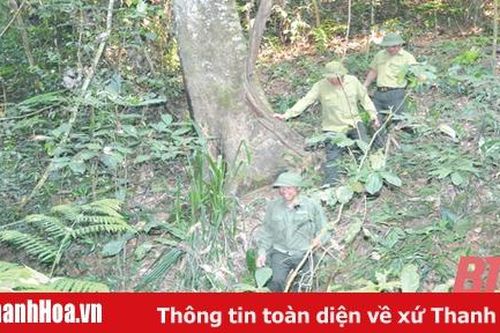 Thực hiện các biện pháp bảo vệ rừng bền vững gắn với phòng cháy, chữa cháy rừng