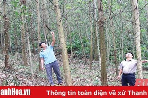 Phát triển kinh tế đồi rừng ở xã Thành Công