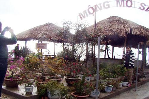 Vườn hồng Mộng mơ Sa Pa được công nhận là điểm du lịch