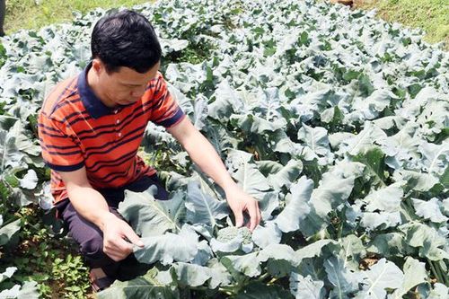 Mường Khương trồng hơn 10 ha rau trái vụ