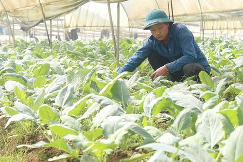 Lào Cai có 87 liên kết sản xuất nông nghiệp