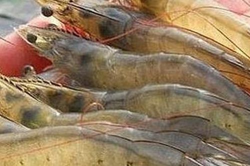 Ngăn chặn virus lạ trên tôm có thể xâm nhập vào Việt Nam