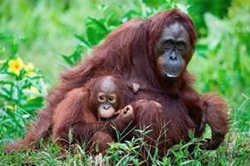 Loài đười ươi bị đe dọa vì nạn phá rừng