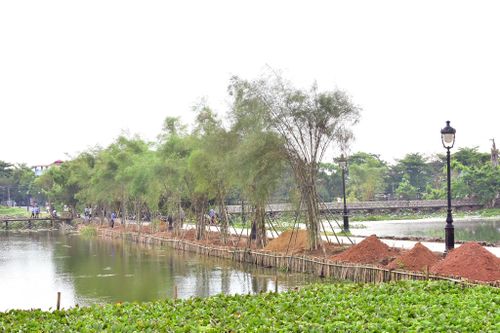 Trồng tre chống sạt lở danh thắng nổi tiếng Kinh thành Huế