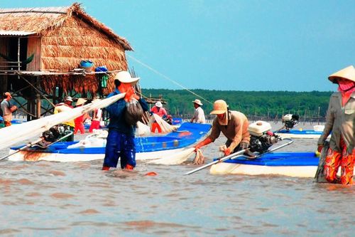Cào nghêu giống trái phép ở bãi bồi Mũi Cà Mau