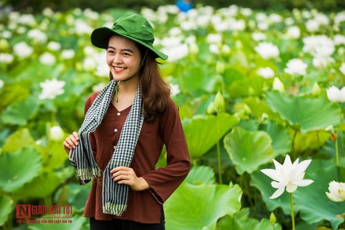 Ngắm nhìn đầm sen trắng đua nhau khoe sắc
